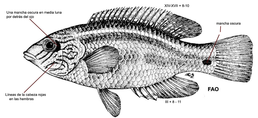 Symphodus melops_00001.jpg
